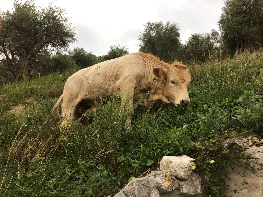 A cow grazing among the olive trees near Villa Fontanella