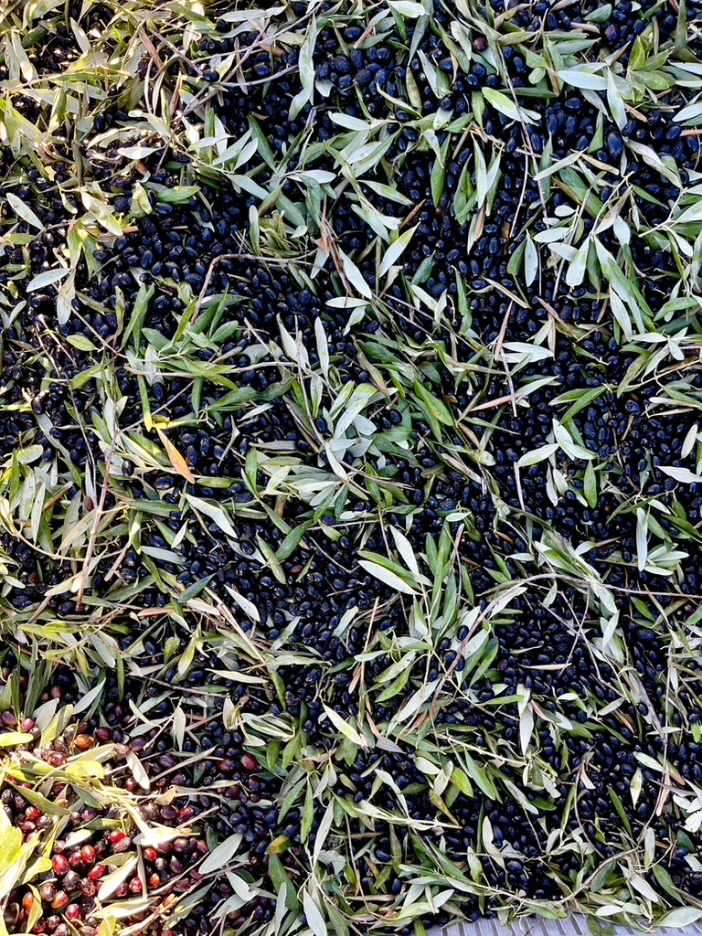 Freshly harvested olives and leaves