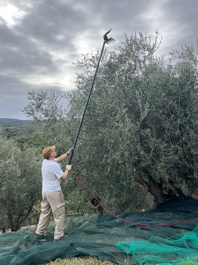 Harvesting olives from a centuries-old tree at Villa Fontanella